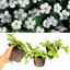 Bacopa Baja White 10.5cm