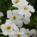 Bacopa Baja White Plants (Set of 3 or 6)