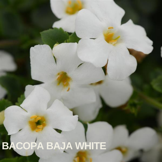 Close-up of Bacopa 'Baja White' flowers, pure white petals with small yellow centres