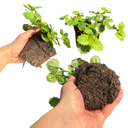 Bacopa Baja White Plants (Set of 3 or 6)