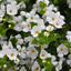 Bacopa Baja White 10.5cm