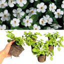 Bacopa Baja White Plants (Set of 3 or 6)