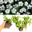 Bacopa Baja White 10.5cm