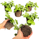 Bacopa Baja White Plants (Set of 3 or 6)