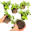 Bacopa Baja White