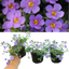 Bacopa Megacopa Blue Improved 10.5cm