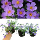 Bacopa Megacopa Blue Improved Plants (Set of 3 or 6)