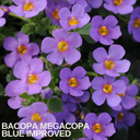 Bacopa Megacopa Blue Improved Plants (Set of 3 or 6)