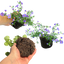 Bacopa Megacopa Blue Improved 10.5cm