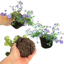 Bacopa Megacopa Blue Improved Plants (Set of 3 or 6)
