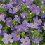 Bacopa Megacopa Blue Improved 10.5cm