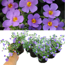 Bacopa Megacopa Blue Improved Plants (Set of 3 or 6)