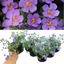 Bacopa Megacopa Blue Improved 10.5cm