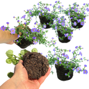 Bacopa Megacopa Blue Improved Plants (Set of 3 or 6)