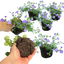 Bacopa Megacopa Blue Improved 10.5cm