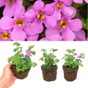 Bacopa Megacopa Pink Plants (Set of 3 or 6)