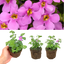 Bacopa Megacopa Pink 10.5cm