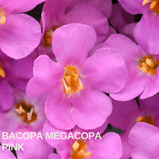 Close-up of Bacopa 'Megacopa Pink', bright rose-pink flowers with orange-yellow centres