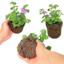 Bacopa Megacopa Pink Plants (Set of 3 or 6)