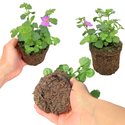 Bacopa 'Megacopa Pink' – Trailing Basket Bedding (3 or 6 x 10.5cm Pots)