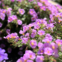 Bacopa Megacopa Pink Plants (Set of 3 or 6)