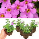Bacopa Megacopa Pink Plants (Set of 3 or 6)