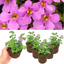 Bacopa Megacopa Pink 10.5cm