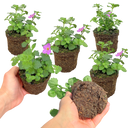 Bacopa Megacopa Pink Plants (Set of 3 or 6)