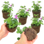 Bacopa Megacopa Pink