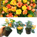 Begonia Illumination Apricot Shades Plants (Set of 3 or 6)
