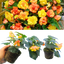 Begonia Illumination Apricot Shades - 10.5cm