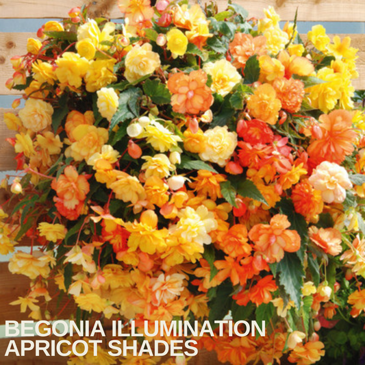 Cascading display of Begonia 'Illumination Apricot Shades', double apricot and soft yellow blooms