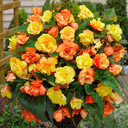 Begonia Illumination Apricot Shades Plants (Set of 3 or 6)
