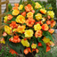 Begonia Illumination Apricot Shades - 10.5cm
