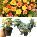 Begonia Illumination Apricot Shades Plants (Set of 3 or 6)