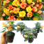 Begonia Illumination Apricot Shades - 10.5cm
