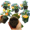Begonia Illumination Apricot Shades Plants (Set of 3 or 6)