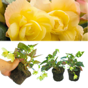 Begonia Illumination Lemon Plants (Set of 3 or 6)