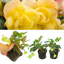 Begonia Illumination Lemon - 10.5cm