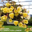 Begonia Illumination Lemon Plants (Set of 3 or 6)