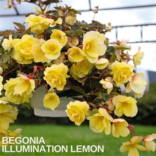 Trailing Begonia 'Illumination Lemon' in a white basket, soft lemon-yellow double flowers