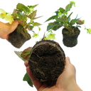 Begonia Illumination Lemon Plants (Set of 3 or 6)