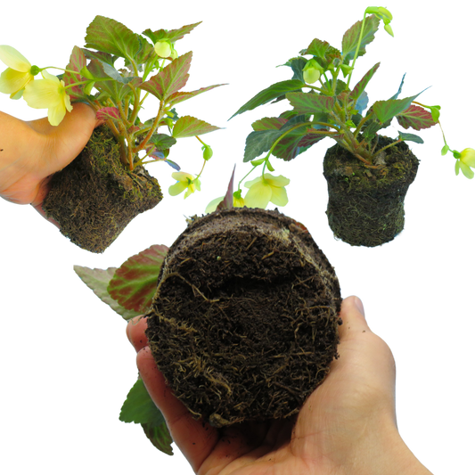 Begonia 'Illumination Lemon' – Trailing Basket Begonia (3 or 6 x 10.5cm Pots)