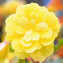 Begonia Illumination Lemon Plants (Set of 3 or 6)