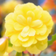 Begonia Illumination Lemon - 10.5cm
