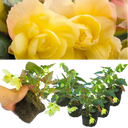 Begonia Illumination Lemon Plants (Set of 3 or 6)