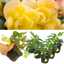 Begonia Illumination Lemon - 10.5cm