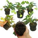 Begonia Illumination Lemon Plants (Set of 3 or 6)
