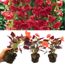 Begonia Illumination Scarlet Plants (Set of 3 or 6)