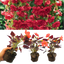 Begonia Illumination Scarlet